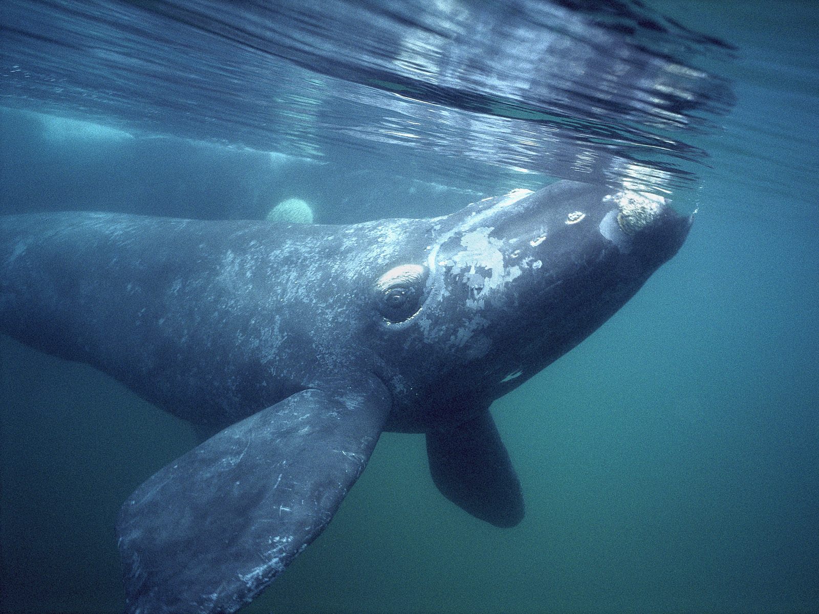 Southern Right Whale Gulfo Nuevo Peninsula Valdes Argentina