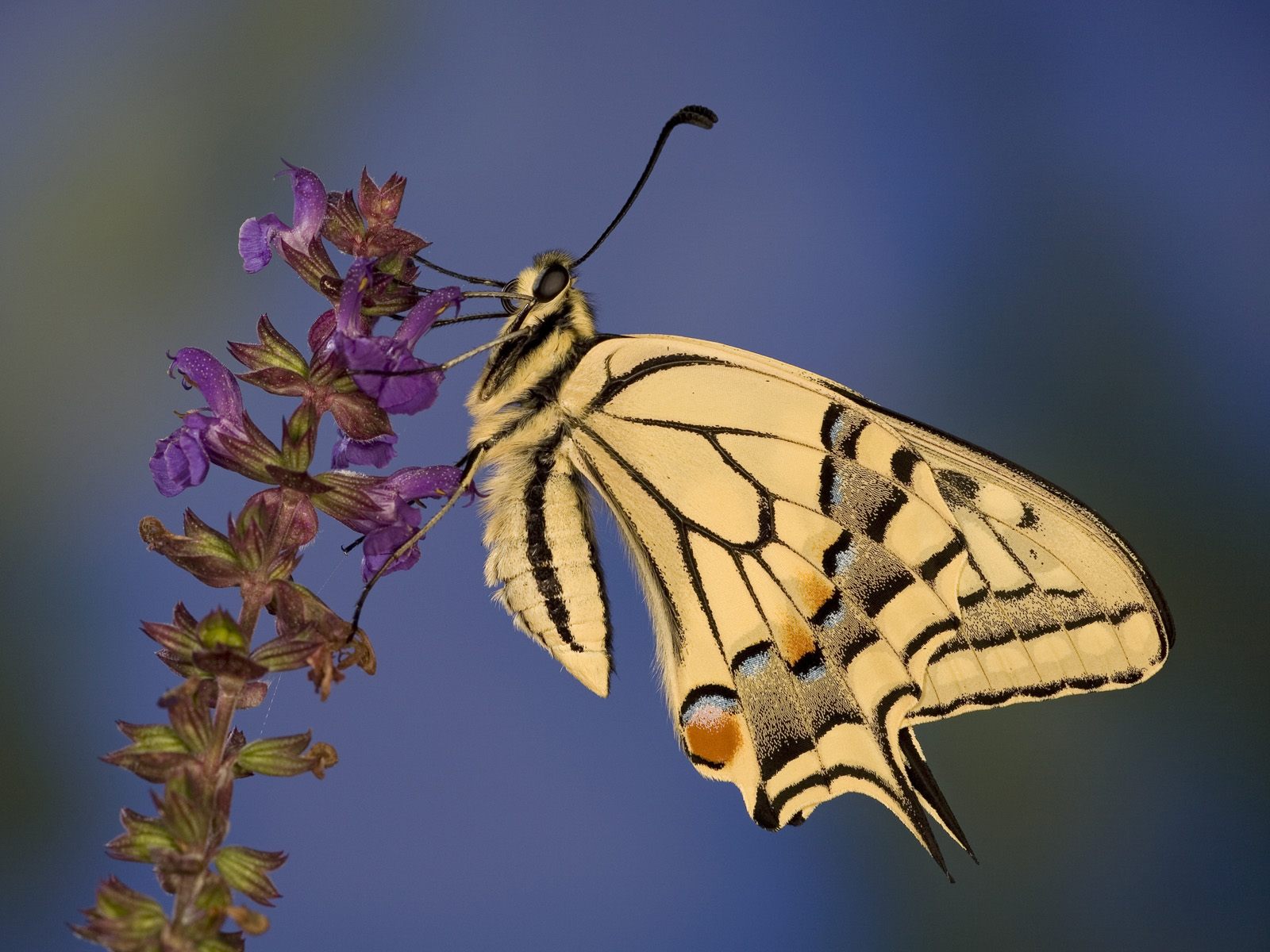 Swallowtail Butterfly