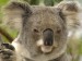 Koala Portrait Lone Pine Koala Sanctuary Brisbane Australia