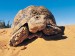 Leopard Tortoise Kalahari Desert