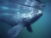 Southern Right Whale Gulfo Nuevo Peninsula Valdes Argentina