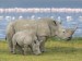 White Rhinoceros Pair Lake Nakuru Kenya